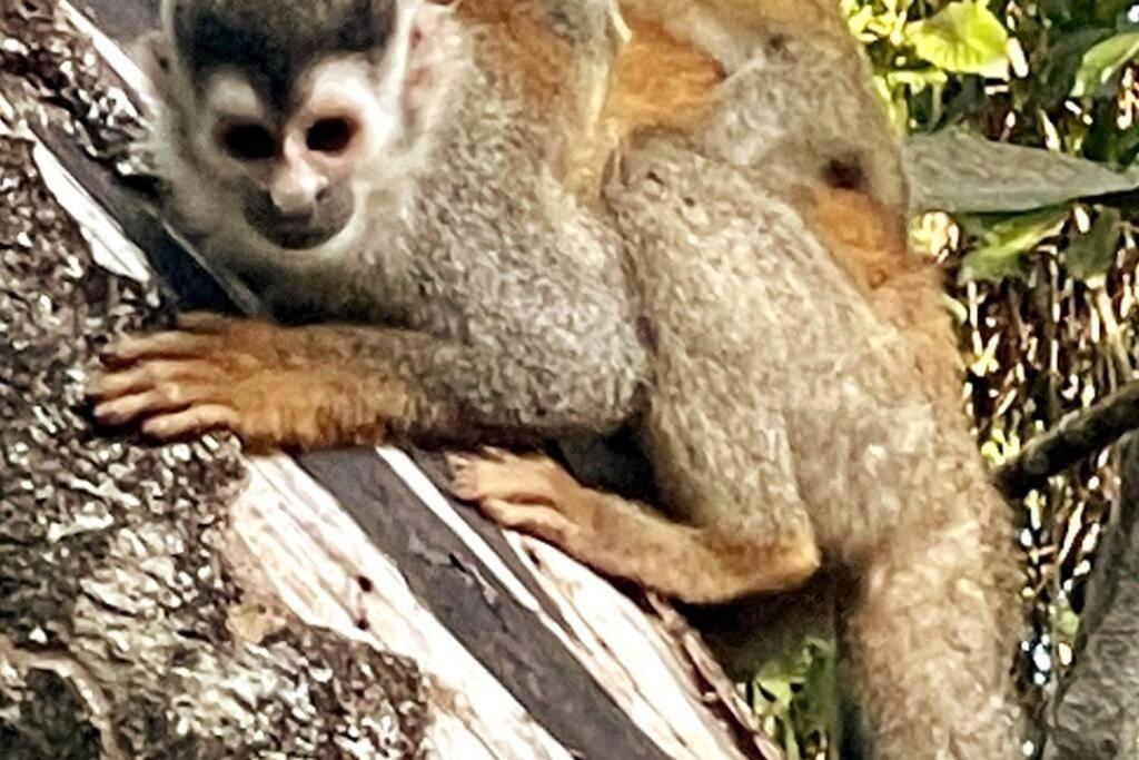 An Abundance Of Wildlife At Jungle Glory Home Abajo Manuel Antonio Kültér fotó