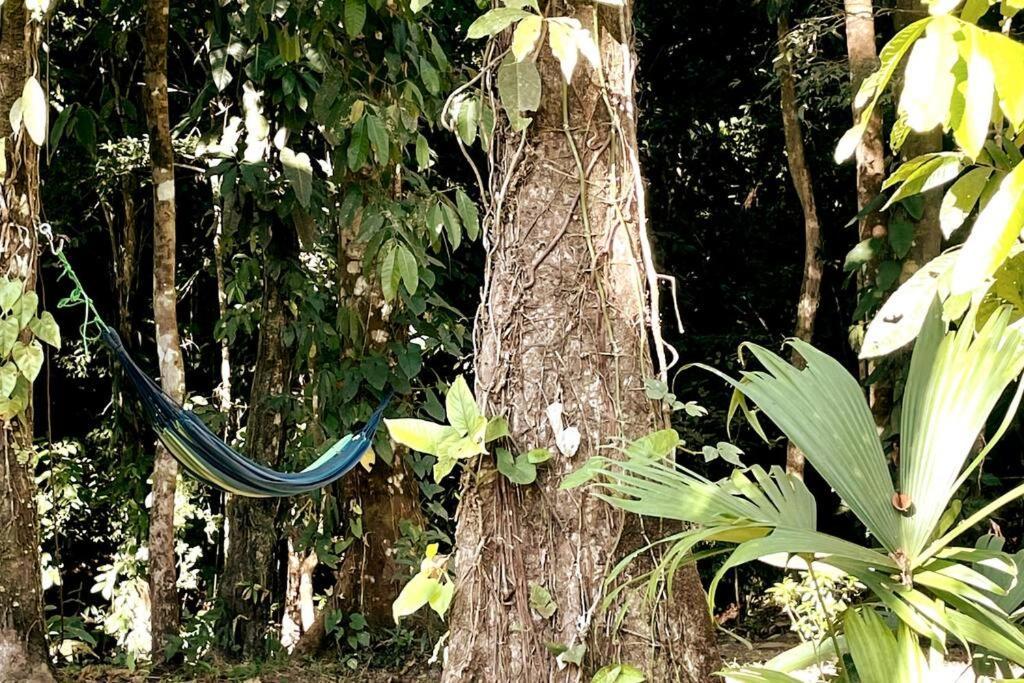 An Abundance Of Wildlife At Jungle Glory Home Abajo Manuel Antonio Kültér fotó
