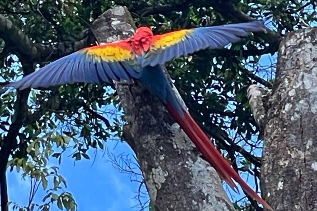 An Abundance Of Wildlife At Jungle Glory Home Abajo Manuel Antonio Kültér fotó