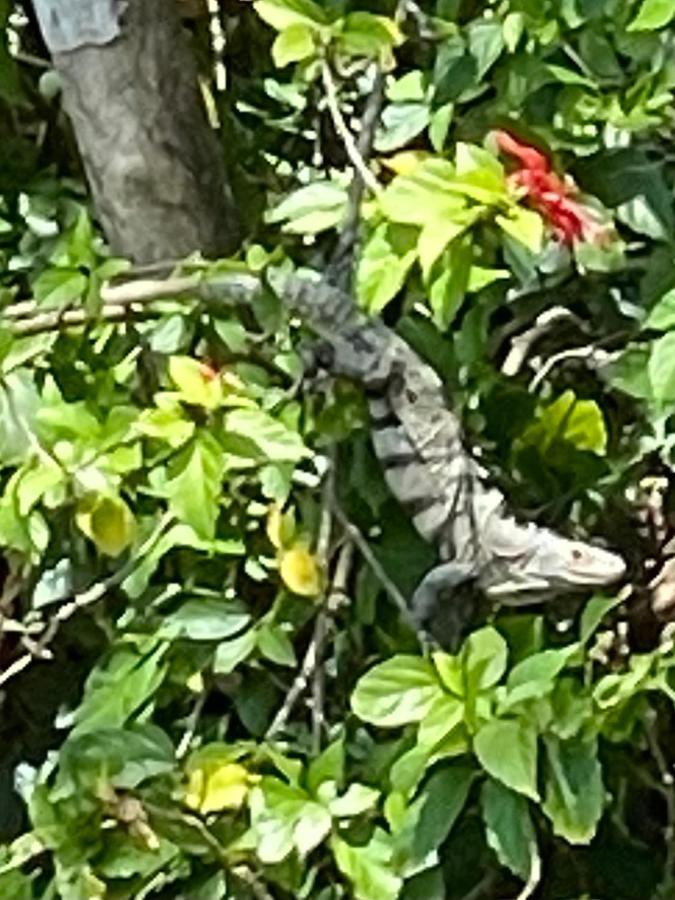 An Abundance Of Wildlife At Jungle Glory Home Abajo Manuel Antonio Kültér fotó