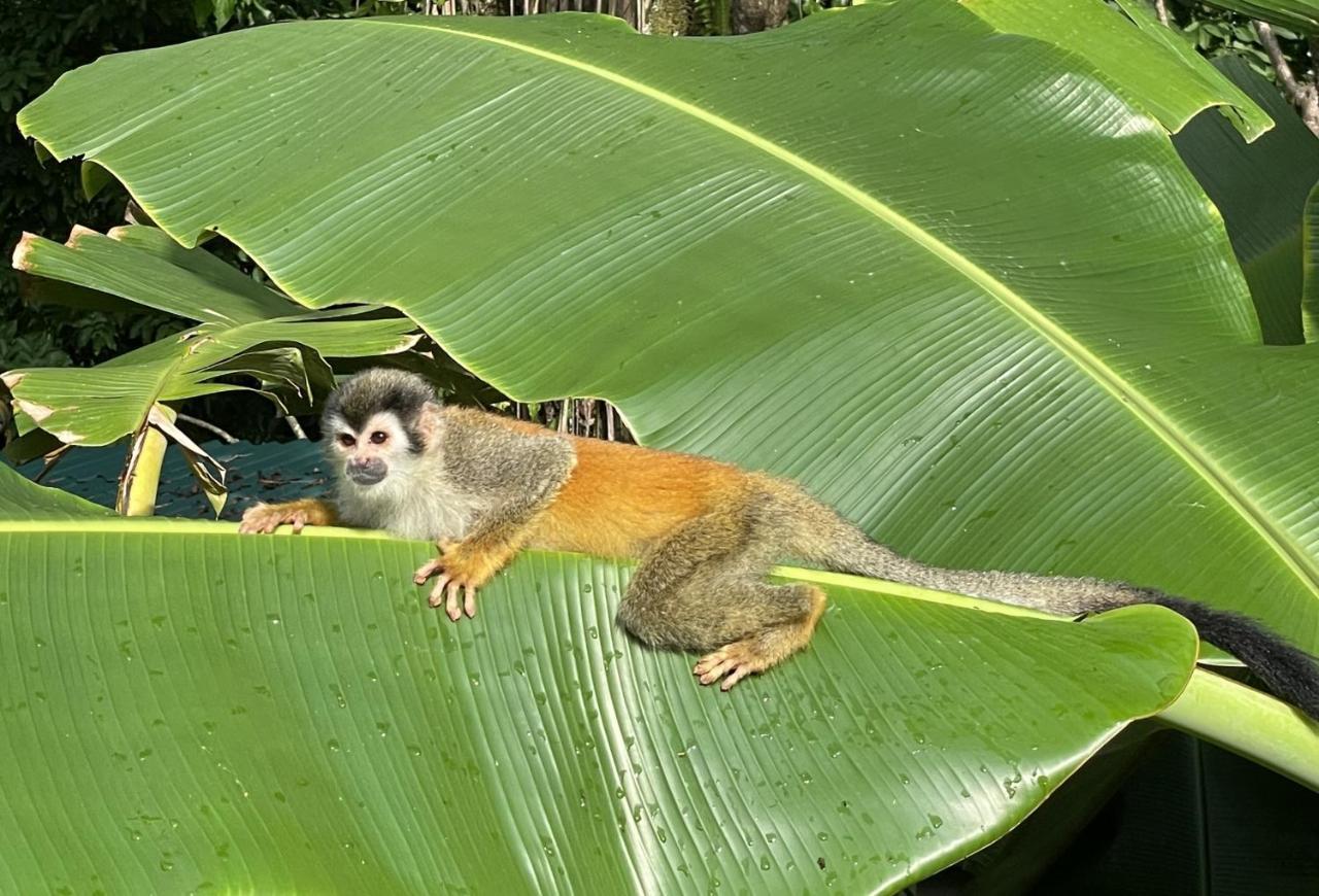 An Abundance Of Wildlife At Jungle Glory Home Abajo Manuel Antonio Kültér fotó