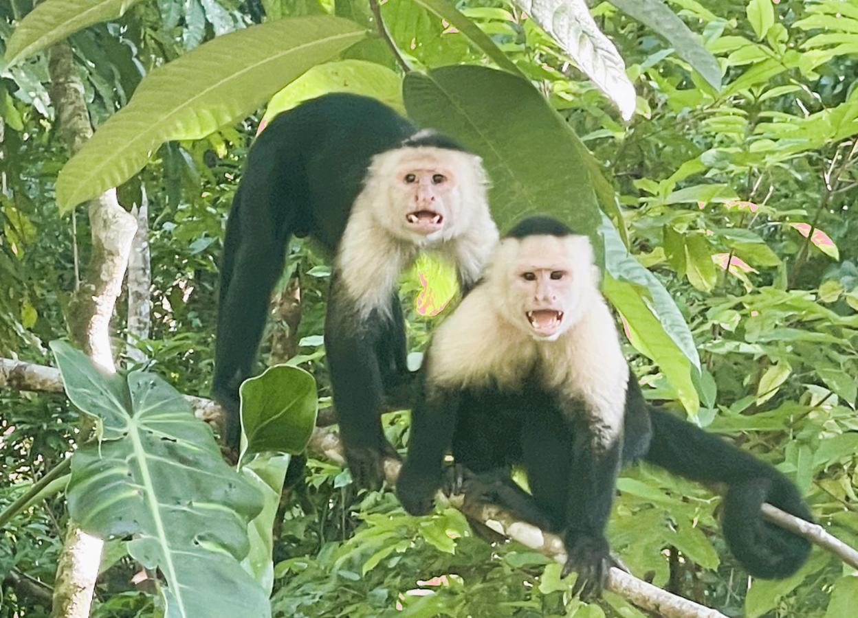 An Abundance Of Wildlife At Jungle Glory Home Abajo Manuel Antonio Kültér fotó