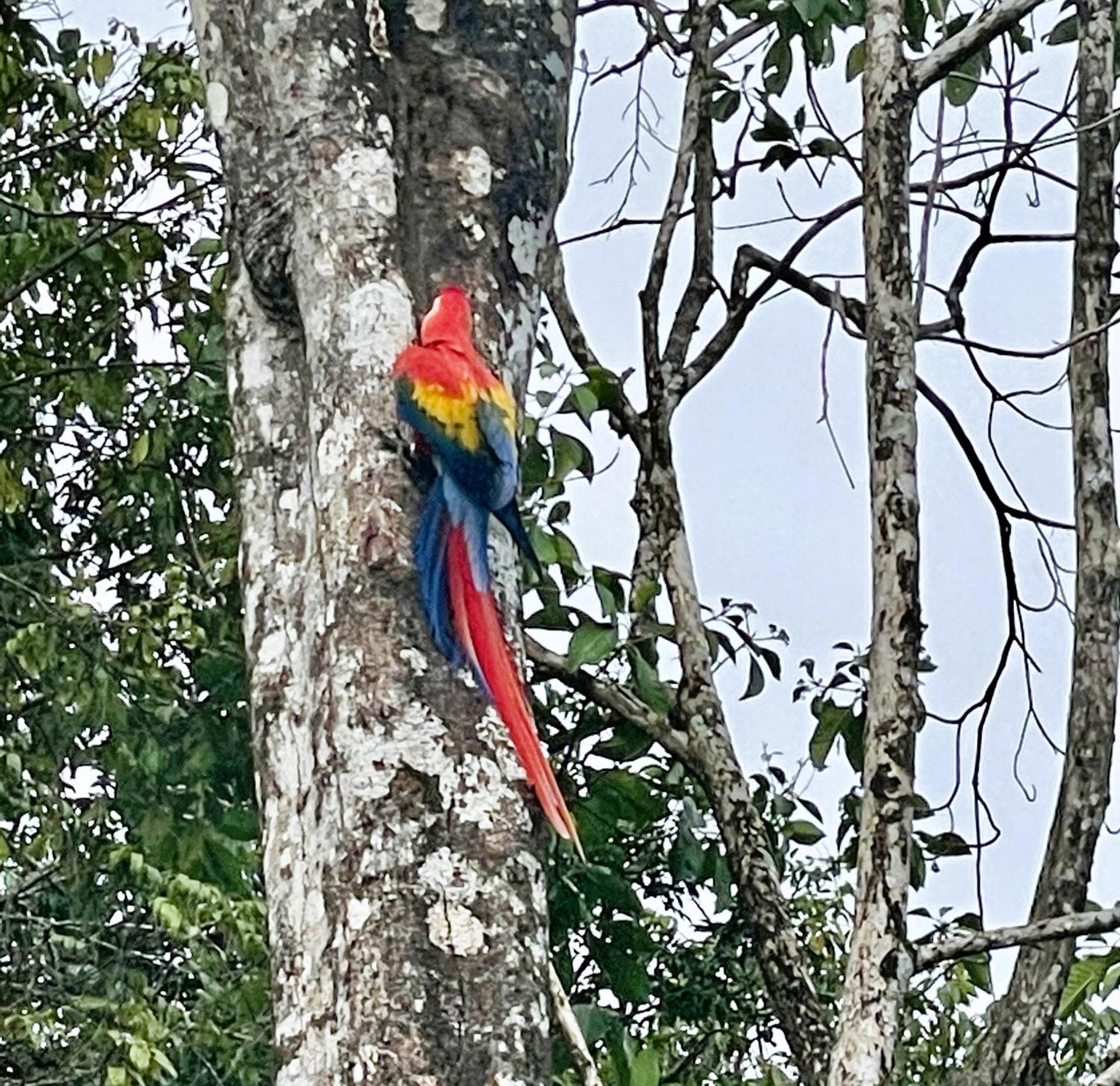 An Abundance Of Wildlife At Jungle Glory Home Abajo Manuel Antonio Kültér fotó