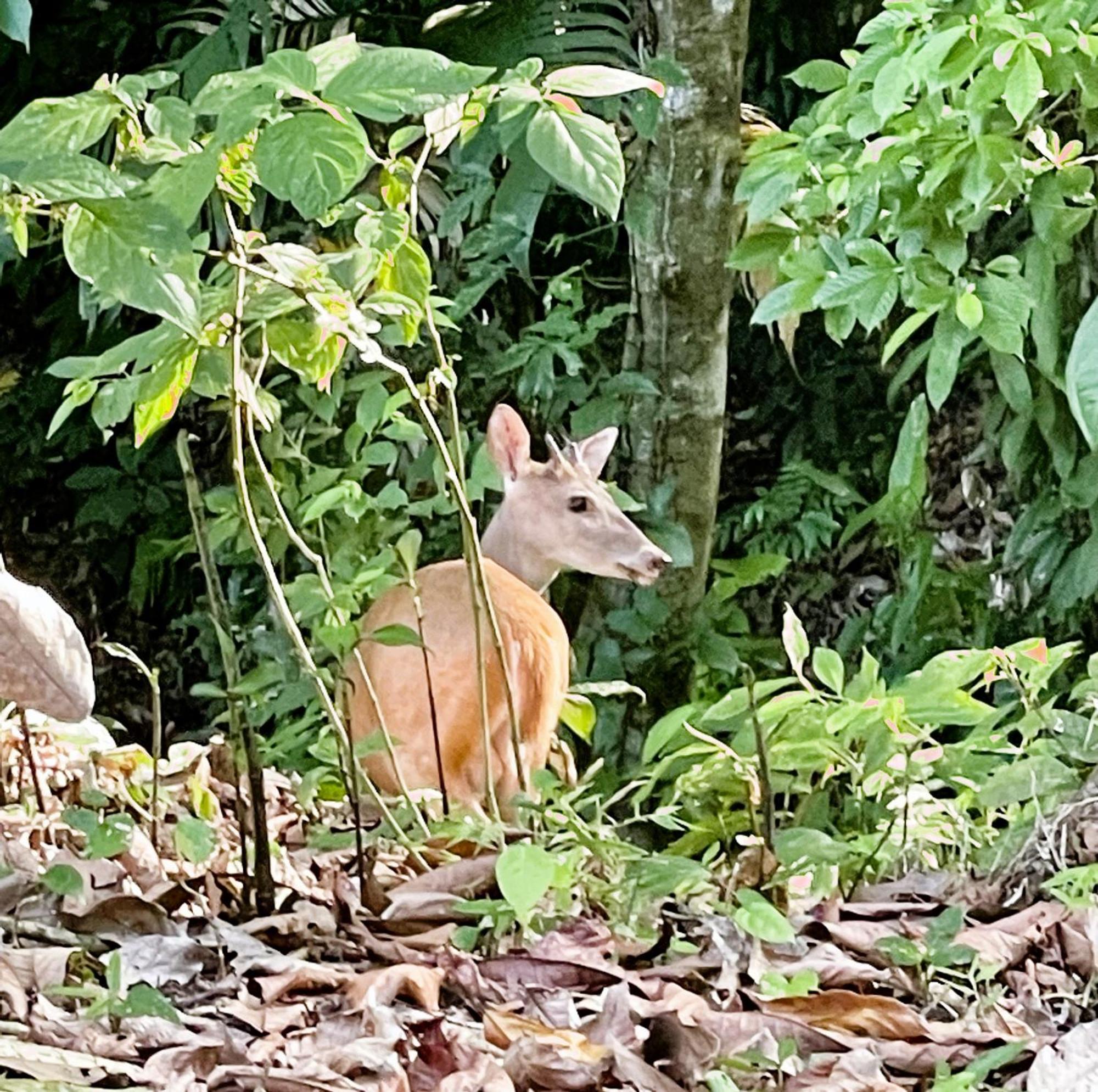 An Abundance Of Wildlife At Jungle Glory Home Abajo Manuel Antonio Kültér fotó