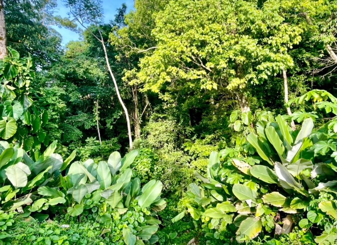 An Abundance Of Wildlife At Jungle Glory Home Abajo Manuel Antonio Kültér fotó