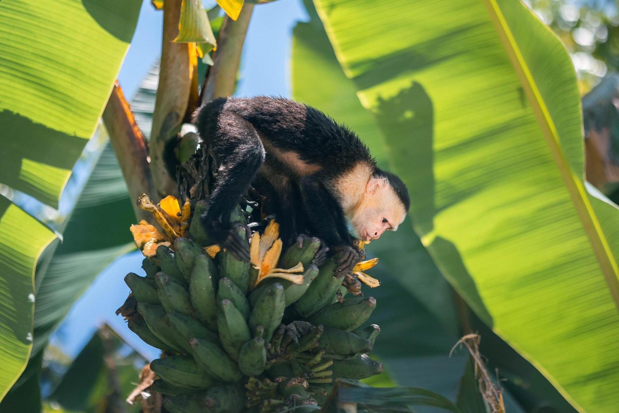 An Abundance Of Wildlife At Jungle Glory Home Abajo Manuel Antonio Kültér fotó